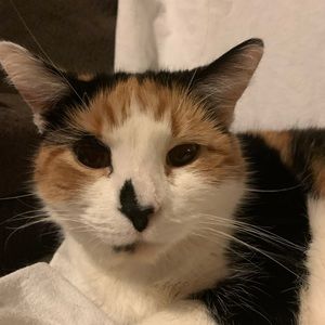 Meet your Posher, Bella